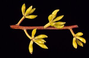 Eucalyptus mckieana buds