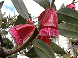 Eucalyptus tetraptera 1