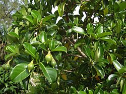Fagraea berteriana (leaves, seeds).jpg