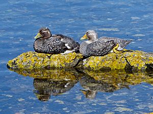 Falklands steamer duck pair at Whale Bone Cove, Falklan Islands