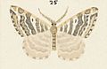 Fig 25 MA I437613 TePapa Plate-XIV-The-butterflies full (cropped)