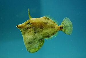 Fish4328 - Flickr - NOAA Photo Library