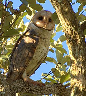 Flickr - Dario Sanches - CORUJA-DA-IGREJA ( Tyto alba )