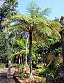 Funchal Jardim botanico Cyathea cooperi 2016 1
