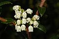 Gaultheria hispida.flowers