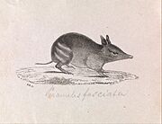 Gerard Krefft - Western barred Bandicoot, Perameles bougainville - Google Art Project.jpg