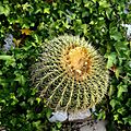 Gibraltar cactus