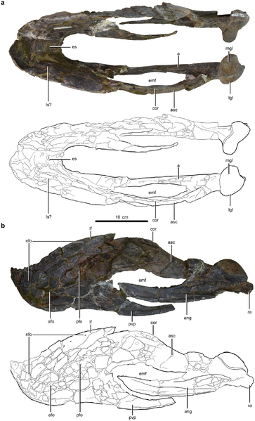 Gigantoraptor lower jaw