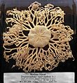 Gorgonocephalus caputmedusae