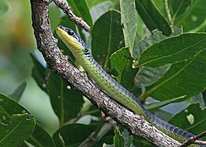 Green Tree Snake JCB
