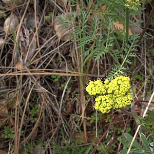 H20130318-7048—Lomatium caruifolium—Mitchell Canyon (8586535007).jpg