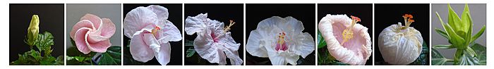 Hibiscus Flower's Life Cycle Stages