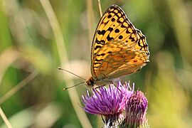 High brown fritillary (Argynnis adippe) form cleodoxa Macedonia