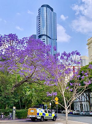 Jacaranda mimosifolia in Alice Street, Brisbane, Australia 01