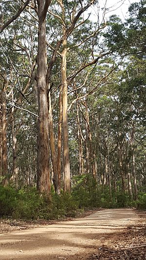Karri trees in the Boranup Forest.jpg