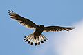 Kestrel (Falco tinnunculus) male in flight