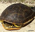 Large Adult Chicken Turtle, Florida