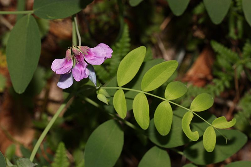 Lathyrus polyphyllus 4881