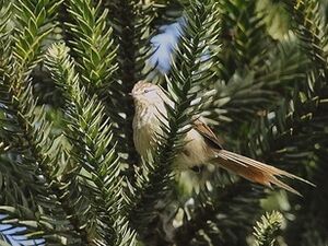 Leptasthenura striolata - Striolated tit-spinetail; Urupema, Santa Catarina, Brazil.jpg