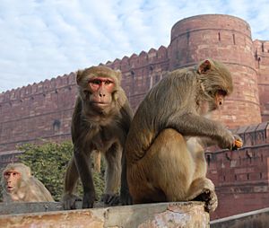 Macaque India 4