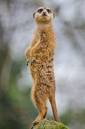 Meerkat Standing