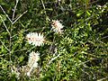 Melaleuca incana incana (leaves, flowers)