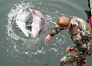 Military-trained-dolphin