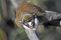 Monkey at the San Diego Zoo
