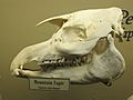 Mountain Tapir Skull