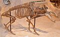Mylohyus nasutus