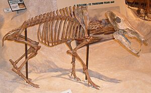 Mylohyus nasutus