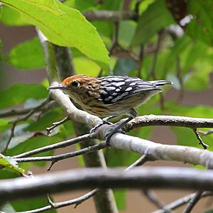 Myrmotherula multostriata - Amazonian Streaked-Antwren (female).JPG