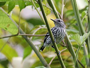 Myrmotherula pacifica - Pacific Antwren (cropped).jpg