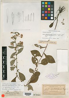 NYBG from Small Herb 1429609091 Aster spatelliformis E.S.Burgess - Holotype
