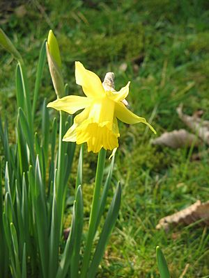 Narcissus hispanicus closeup02.jpg