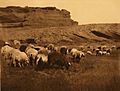 Navajo flocks