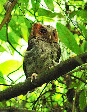 Negros Scops Owl, Liptong, Valencia, Negros Oriental.jpg