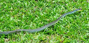 Northern Tree Snake D. calligastra