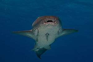Nurse shark swimming