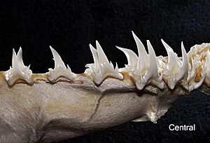 Odontaspis noronhai central teeth