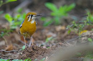 Orange-headed Thrush. Mumbai