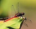 Orthetrum villosovittatum 9268