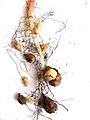 Oxalis pes-caprae root