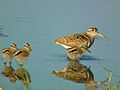 Painted snipe family