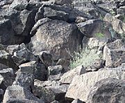 Phoenix-Deer Valley Rock Art Center- Petroglyph - 4