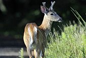 Photo of the Week - White-tailed Deer (MA) (5931623260)