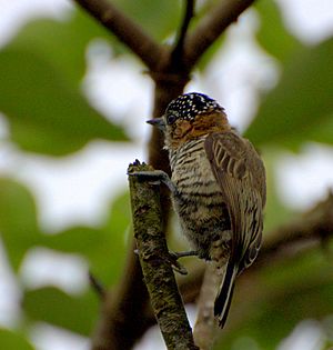 Picumnus temminckii