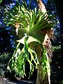 Platycerium superbum Coffs Harbour