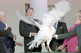President Ronald Reagan receives the 40th White House Thanksgiving Turkey 1987