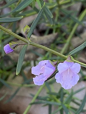 Prostanthera nivea flower